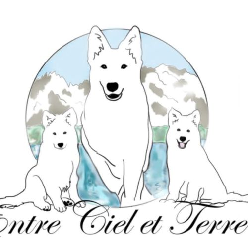 Elevage familial bergers blancs suisses