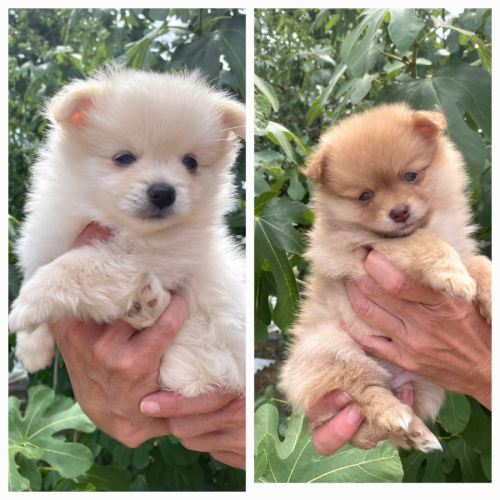 Elevage familal situé en haute vienne 87