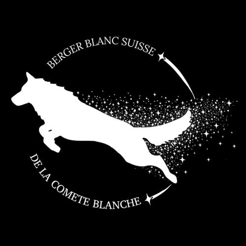 Bergers blancs suisses de la comète blanche