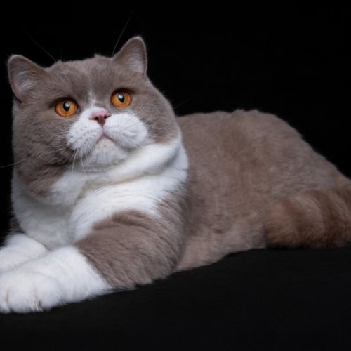 British des trois collines (06)