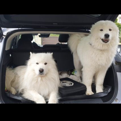 Elevage de samoyede