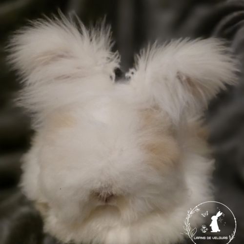 Angora anglais