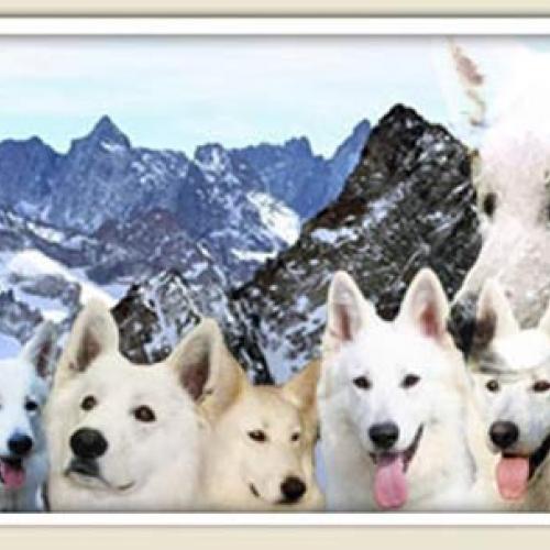 Élevage : berger blanc suisse