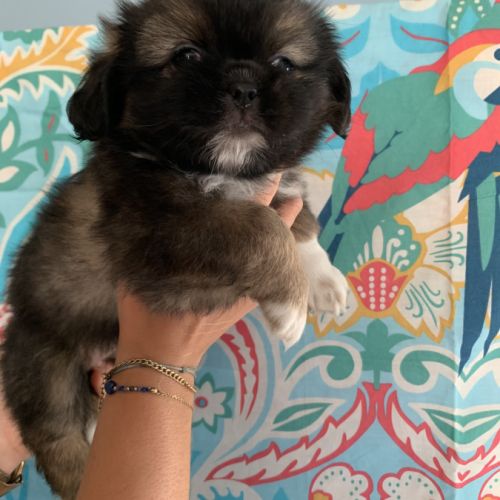 Élevage familial d'épagneul tibétain