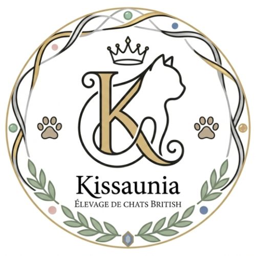 British shorthair, élevage kissaunia