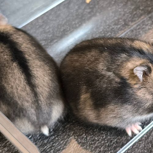 Winterpaws / petits hams - élevage hamsters russes