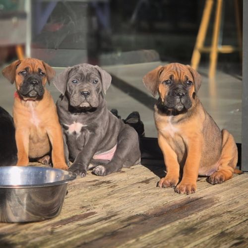 Elevage de cane corso lof au pays de la tribo