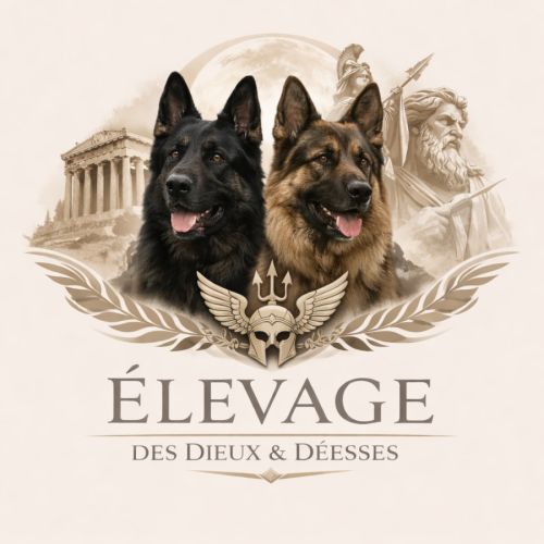 Elevage berger allemand pl