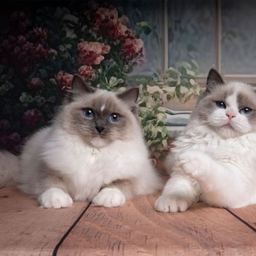 Chatterie de la blanche