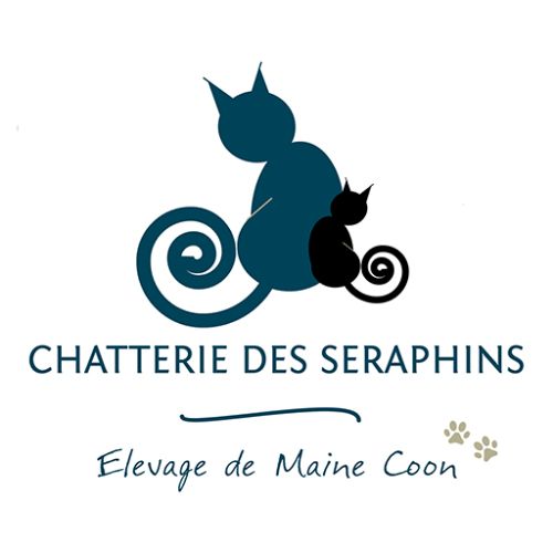 Élevage de maine coon loof