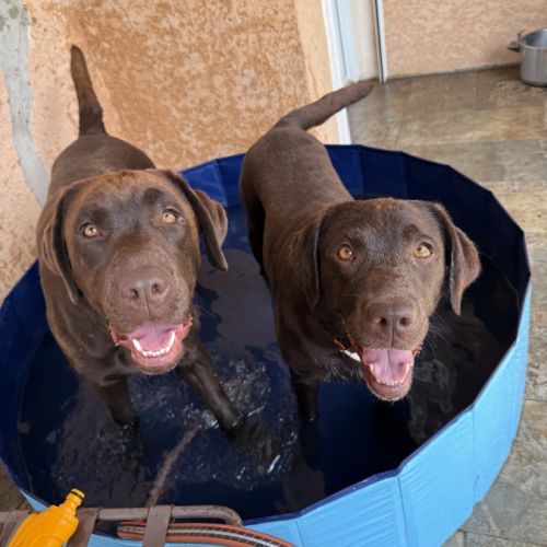 Elevage de labrador chocolat