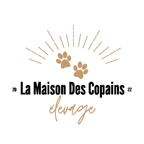 Élevage de chihuahua