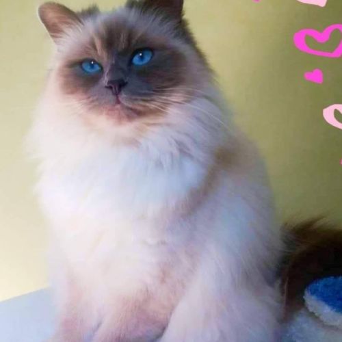 Chatterie o'rêve de dîne