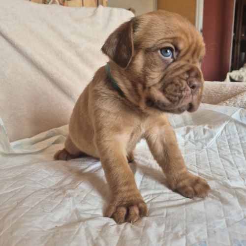Elevage de dogue de bordeaux