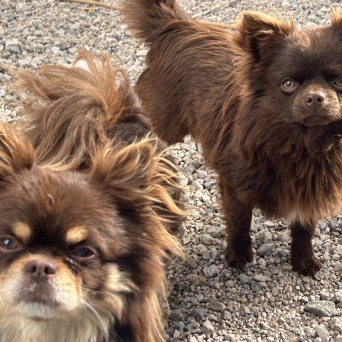 Elevage chichi&pom exotique