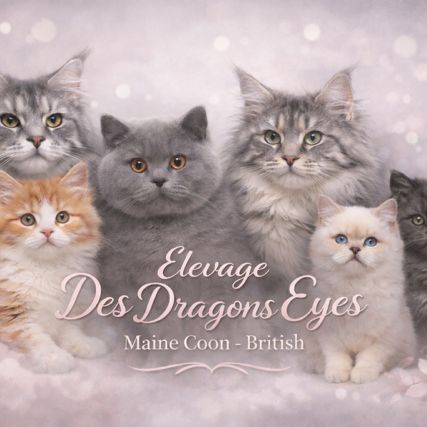 Elevages des dragons eyes - maine coon et british