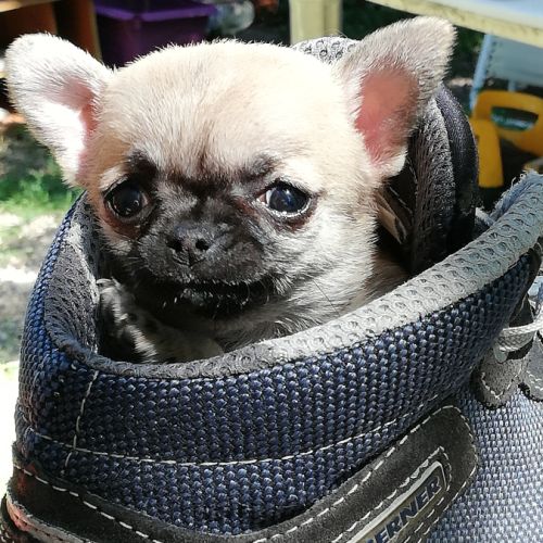 Elevage familial de chihuahua lof