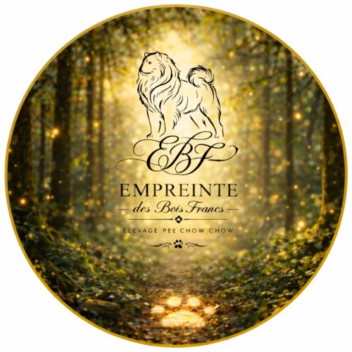 Elevage familial de chow chow