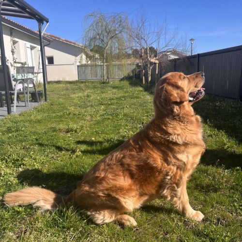 Golden retriever chiots