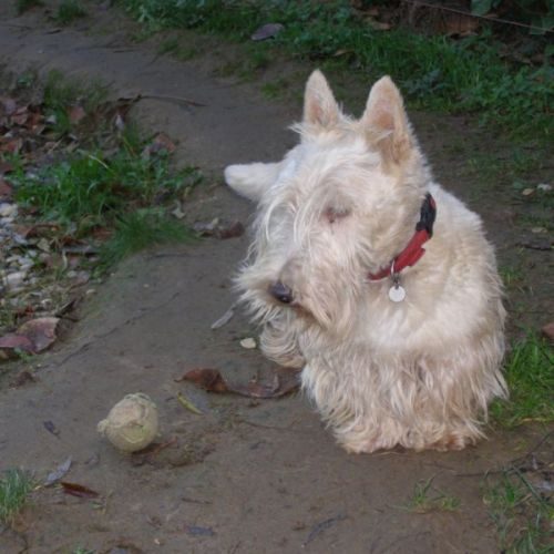 Élevage : terrier ecossais