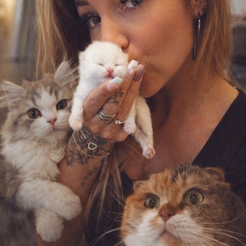 Chatons scottish fold et straight