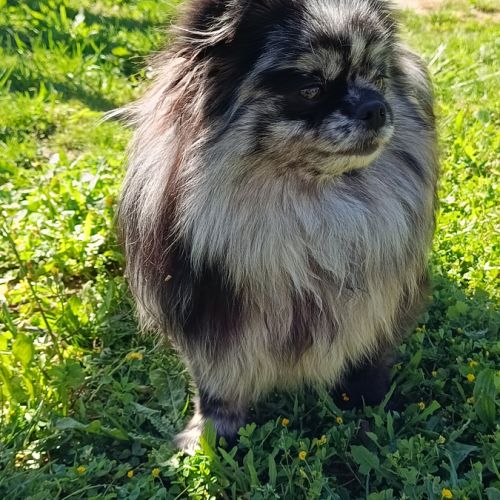 Elevage de spitz allemand