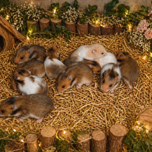 Élevage hamister – hamsters syriens à orléans