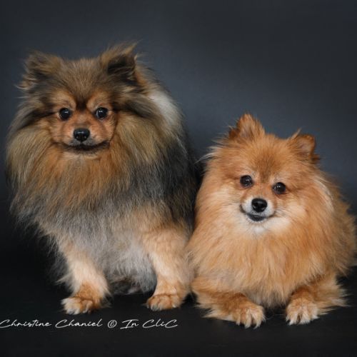 Spitz allemand les minis patounes