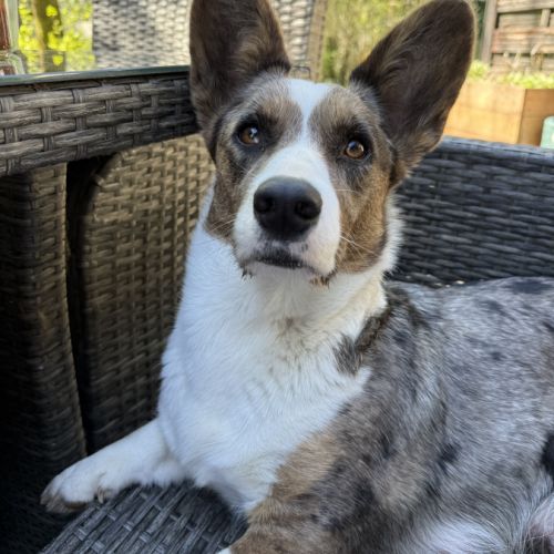 Welsh corgi cardigan en gironde
