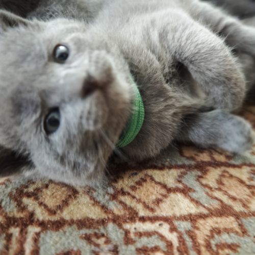 Elevage amateur familial de chartreux loof