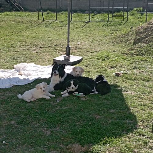 Elevage familial de border collie