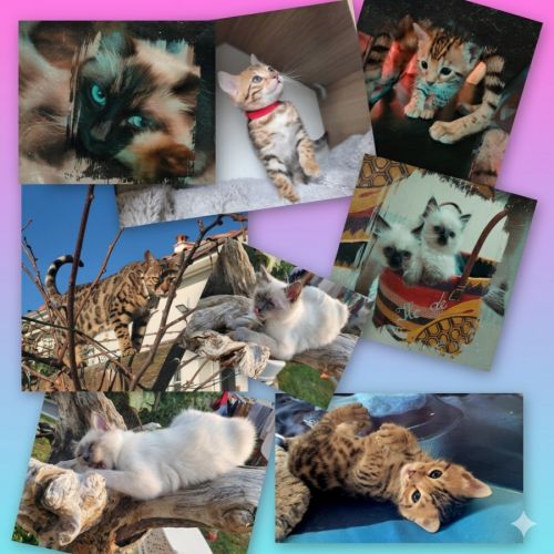 Chatterie des moulins du gois