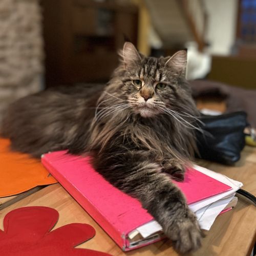 Chatons maine coon loof