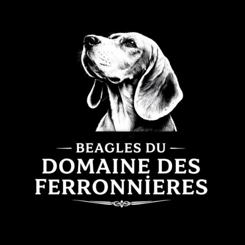 Beagle du domaine des ferronnières