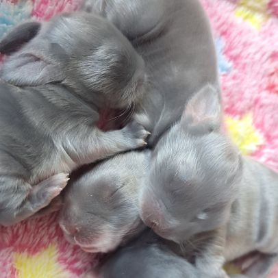 Élevage familial de lapins nains