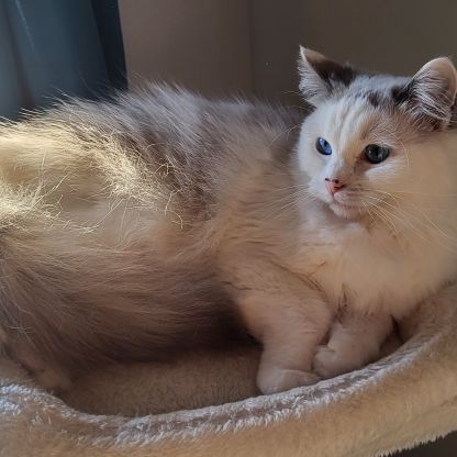 Frost's ragdolls – élevage familial de chats ragdo