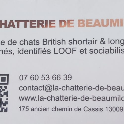Chatons british shorthair et british longhair