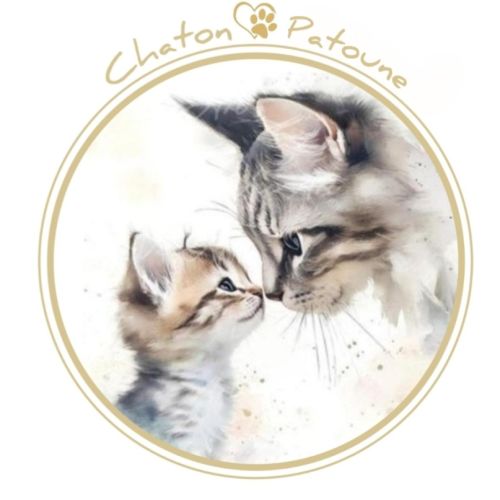 Chatons british longhair