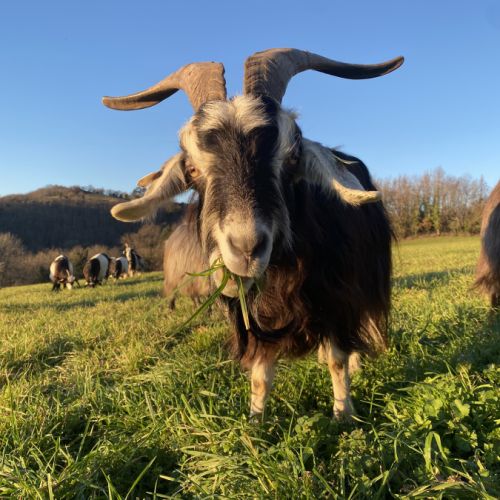 Eleveur de chevre de race pyrénéenne