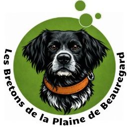 Elevage d'épagneul breton lof