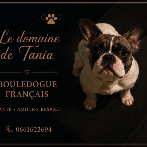 Élevage familial de bouledogues français