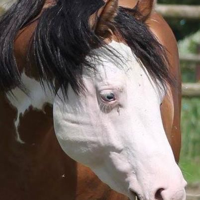 Dg performance horse