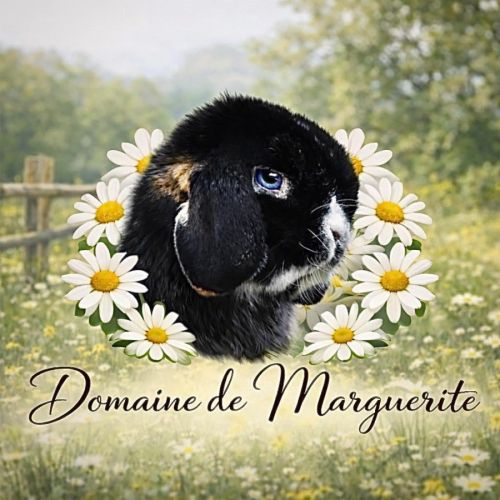 Élevage professionnel de lapins nains