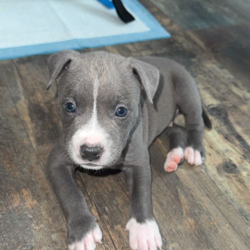 Elevage american staffordshire terrier