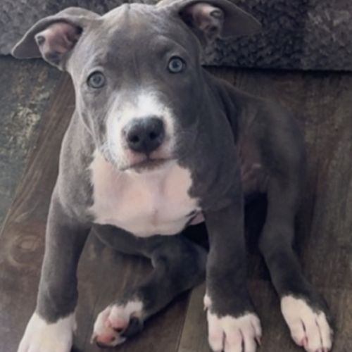Elevage american staffordshire terrier