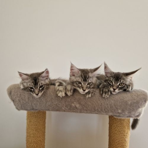 Elevage de maine coon