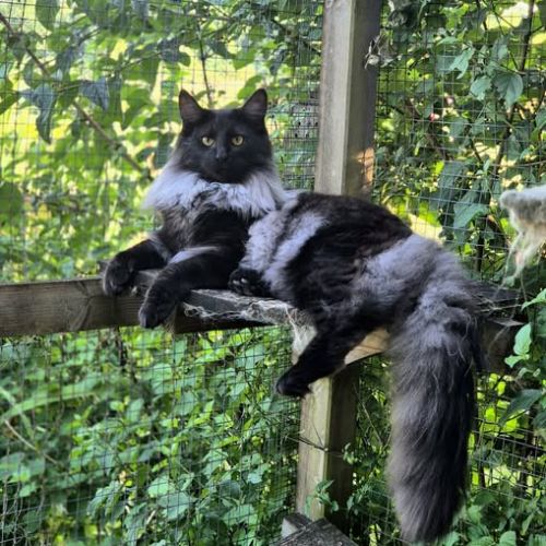 Chats norvégiens - chatterie de ci'varone