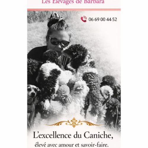 Caniches nain et toy