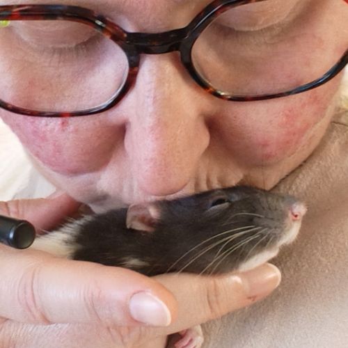 Élevage familial de rats domestiques