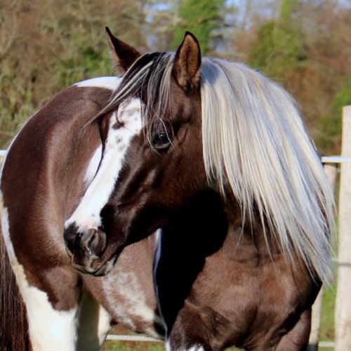 Cymela paint horse : elevage paint horse bretagne